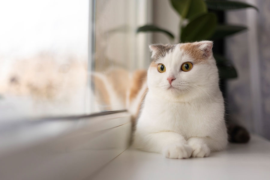 cat laying by window