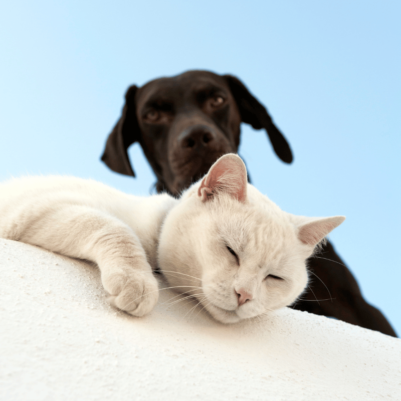 white cat and black dog playing