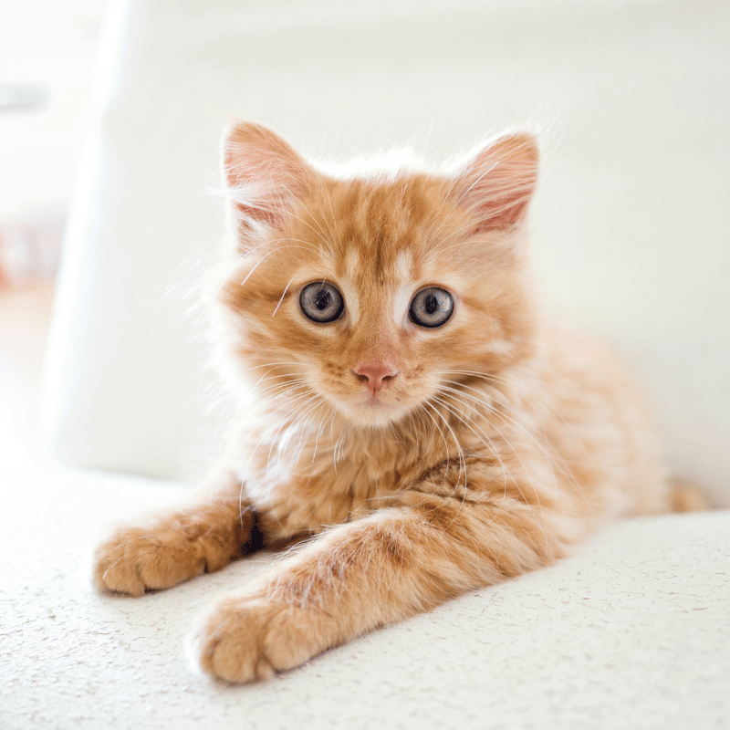 small cat with blue eyes