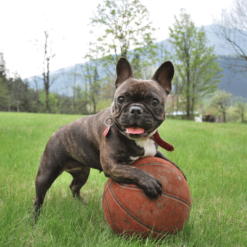 dog playing basketball