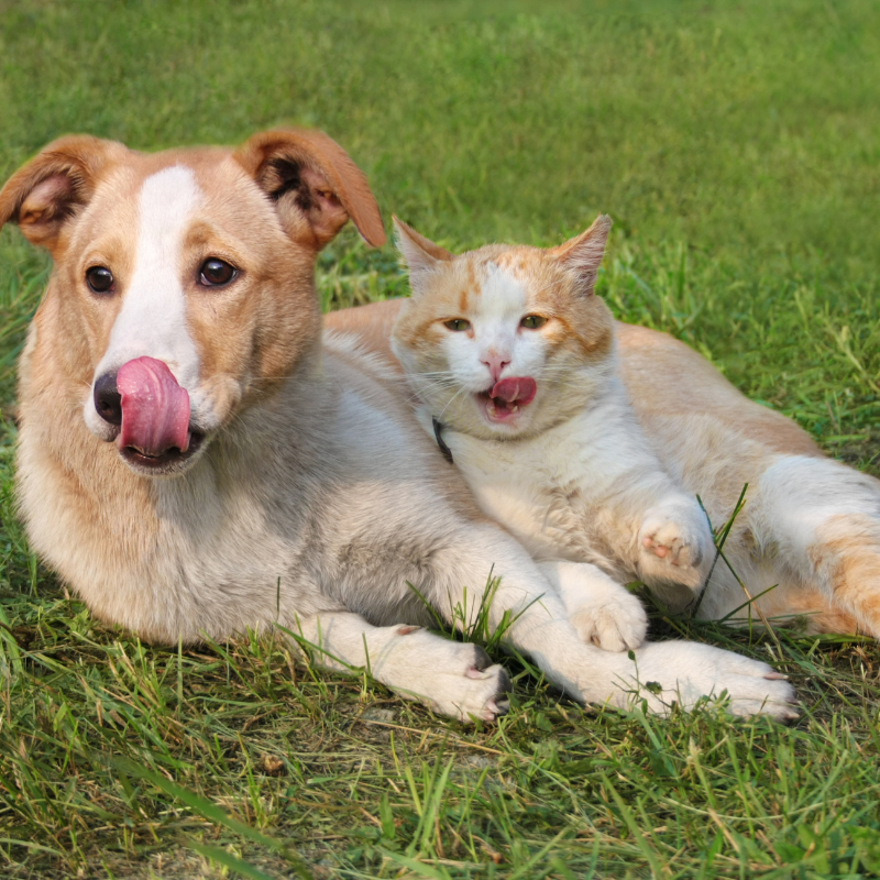 dog and cat sitting on grass