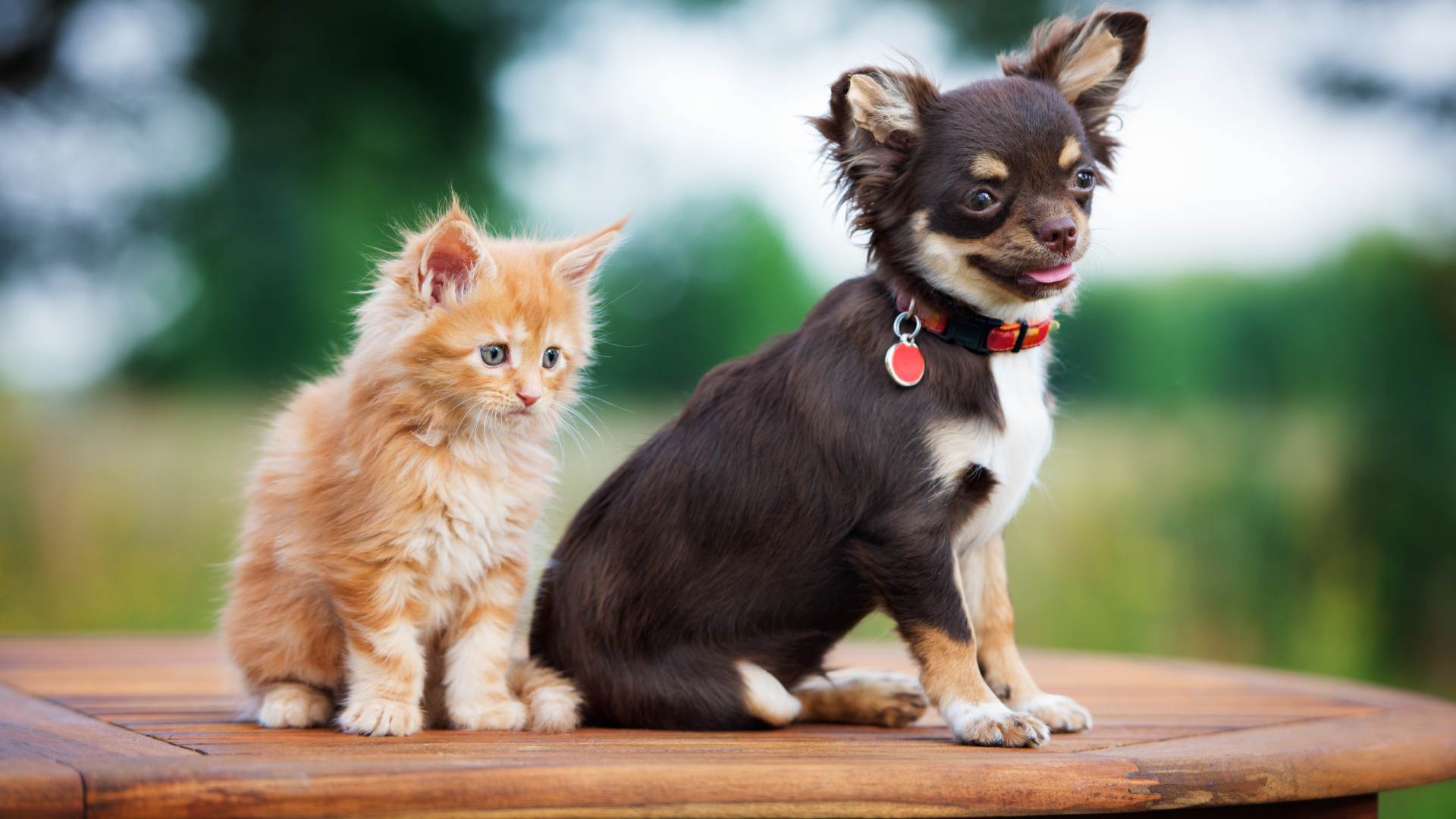 Summerville, SC Veterinary Jobs Sweetspire Vet Clinic