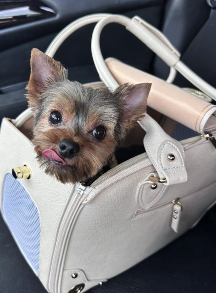 dog in a purse